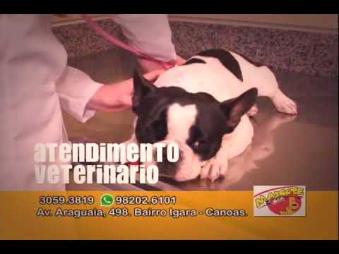 Vídeo: Toxoplasmose Em Cães