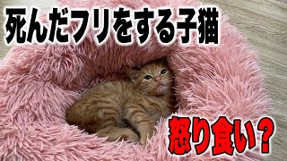 死んだフリをしながら怒りながら食べる子猫オマケはあのお方