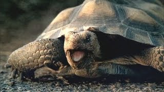 Animales en peligro de extinción, Tortuga, Conejo, Ardilla, Castor y Venado