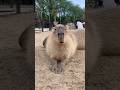 見てるだけで癒されるカピバラ💖 Smiling Capybara Sitting Calmly #カピバラさん #capybara