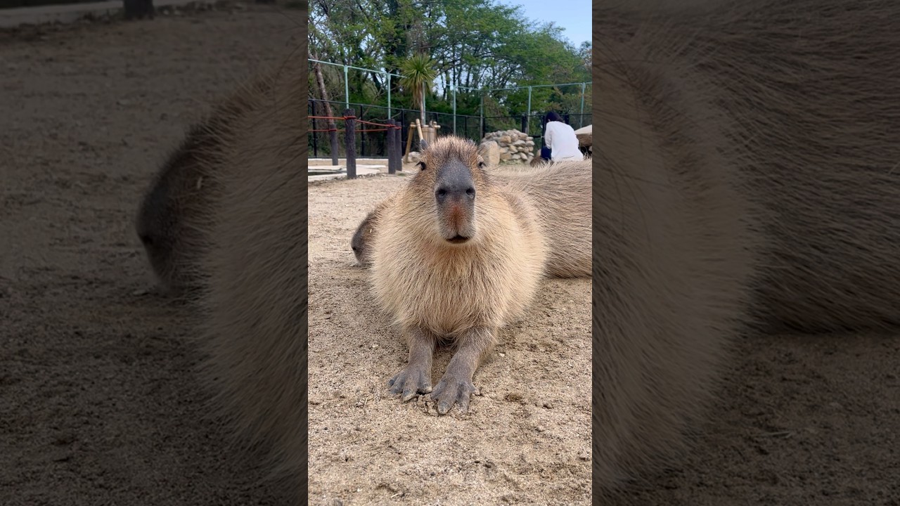 見てるだけで癒されるカピバラ💖 Smiling Capybara Sitting Calmly #カピバラさん #capybara