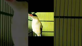 Kepodang Emas Lokal Gacorkepodangemasgacor kepodanglokalkepodanghutan shorts