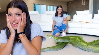 SCARING CHARLI D'AMELIO WITH GIANT SNAKE!!