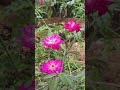 എന്റെ റോസാപൂക്കൾ #shortvideo#agriculture#rose