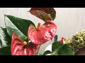 観葉植物の寄せ植えの作り方アンスリウムのプランツギャザリング全体が見えるアングル