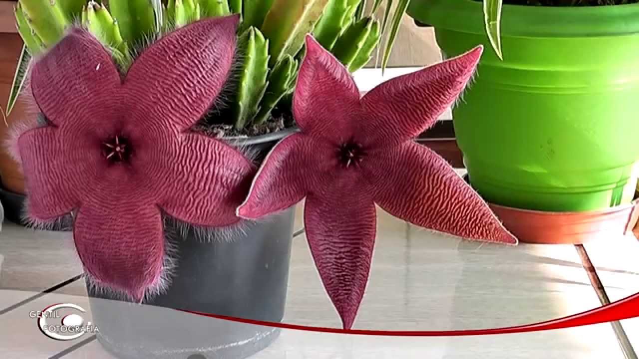 Cactus Starfish, Orbea Variegata: Plantar, Cultivar, Multiplicar 🌿 Tudo  Sobre Jardinagem E Projeto Do Jardim - 2023