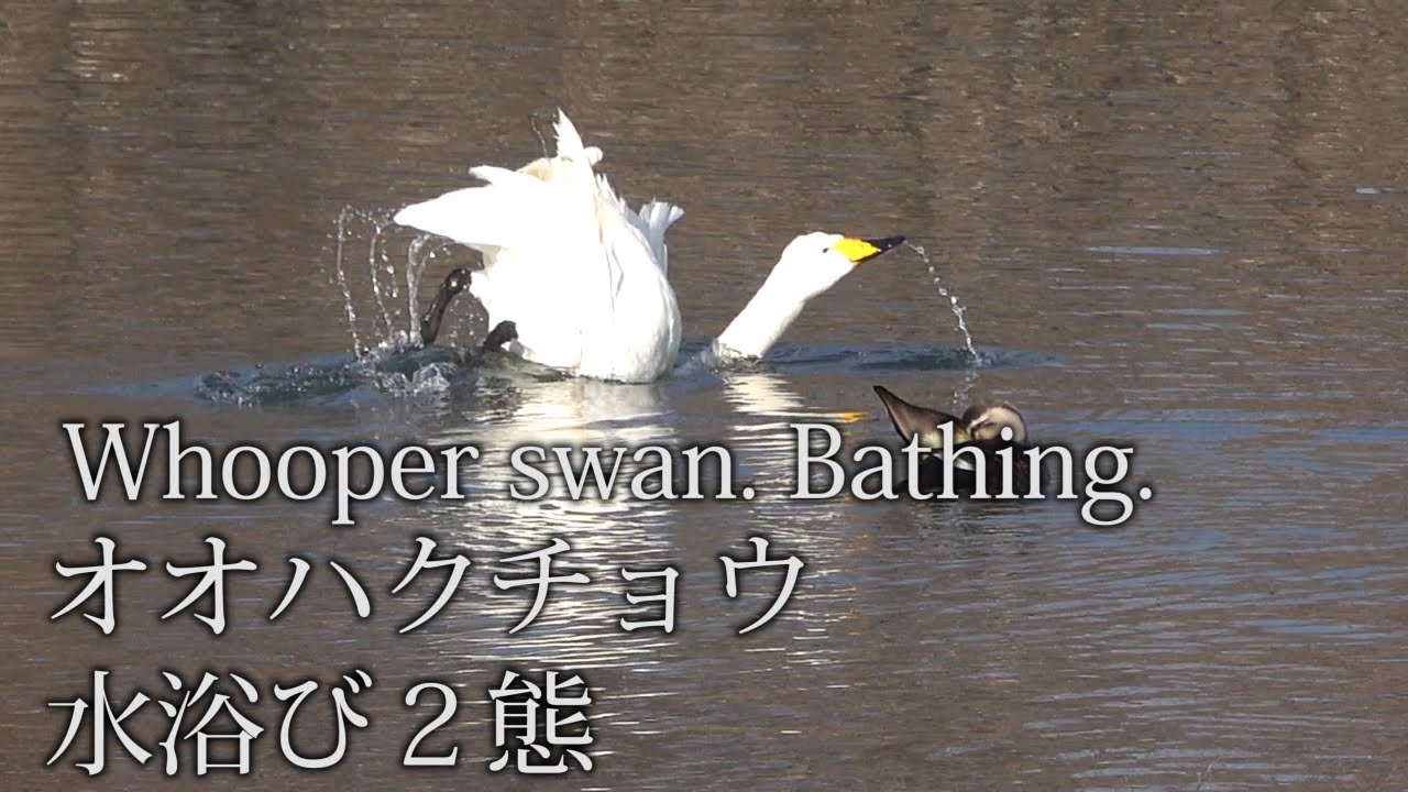 オオハクチョウの水浴び。Whooper swan. Bathing. 