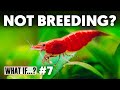 What if my shrimp are not breeding ep 7