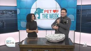 Denver the kitten is ready for adoption at Save The Animals Foundation | Cincy Lifestyle