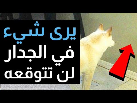 فيديو: ماذا تفعل الكلاب الشمة في وقت قعادة؟