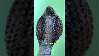 Top 5 Most Dangerous Snakes in the World #snake #Dangerous #snakes #attack
