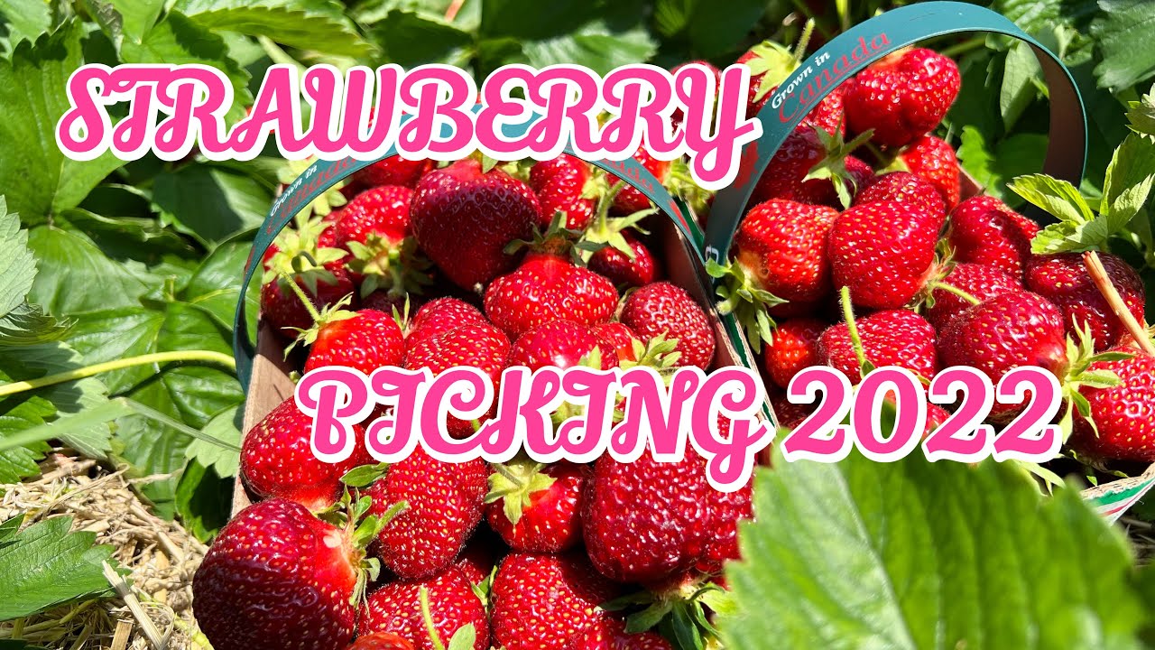 STRAWBERRY PICKING AT REESOR’S MARKETS YouTube