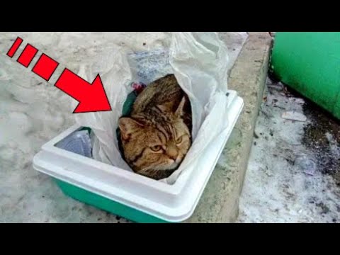 Video: A do ta hante një buf një mace?