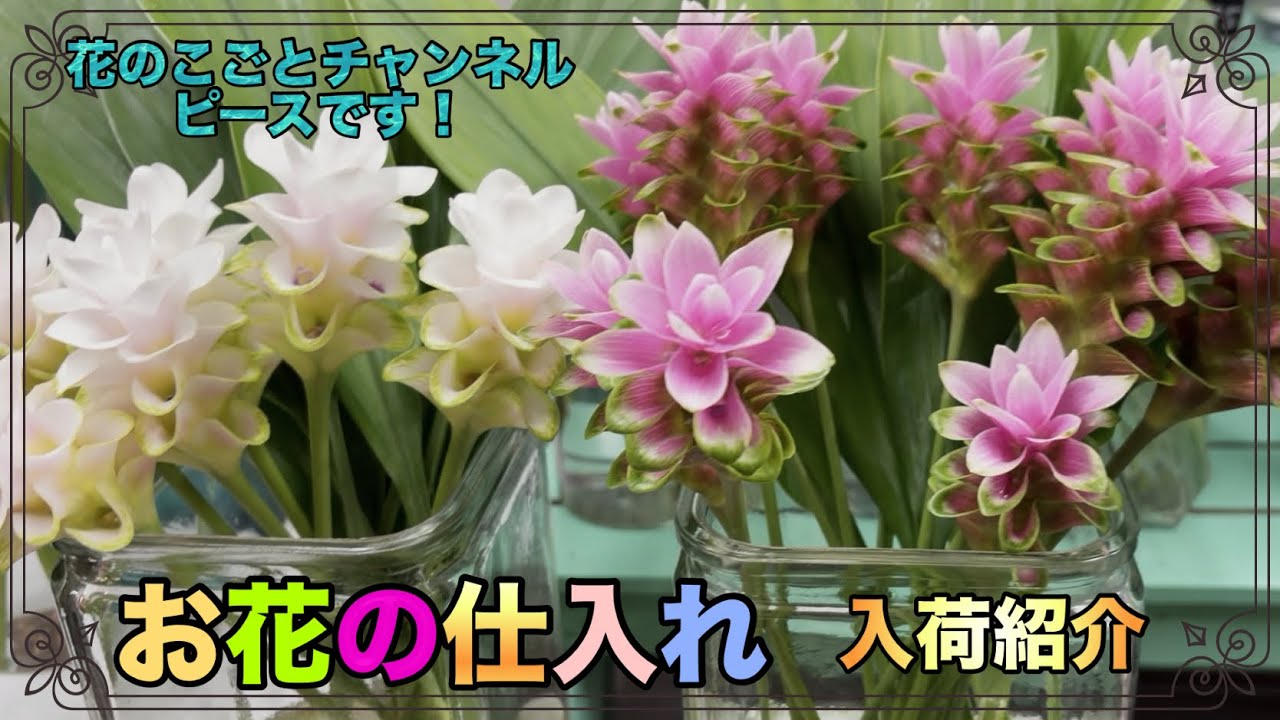 NO126 ちっちゃい木の実とソラフラワーとスモークツリー❤︎ Florist] Smoke Tree is back in stock! It's a seasonal item, so get