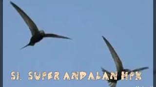 Download Lagu Suara Inap Andalan HPK (Hendri Poetra Katingan)  suara inap ini sudah terbukti MP3 Download Lagu Suara Inap Andalan HPK (Hendri Poetra Katingan)  suara inap ini sudah terbukti MP3