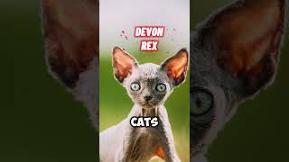 DEVON REX Cat vs CORNISH REX  #catshorts #devonrex #cornishrex