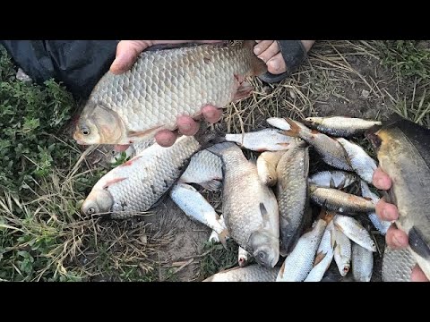 видео про рыбалку на карася и карпа