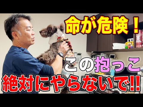 【犬 暮らし】犬の抱き方、命に関わります。