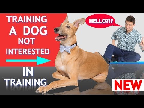 Video: At miste interessen i at træne din hund? Her er hvordan man bliver motiveret
