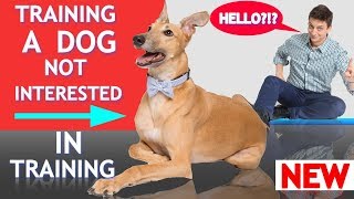 How to Train a Dog Who's Not Interested in Training