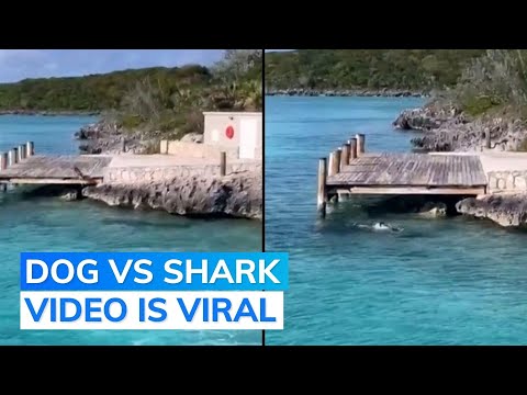 Dog vs Shark Standoff Thrills Tourists In Bahamas