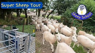 Sheep Farm Tour  New Handling System, Sheds And Compact Lambing, Farmer Interview.