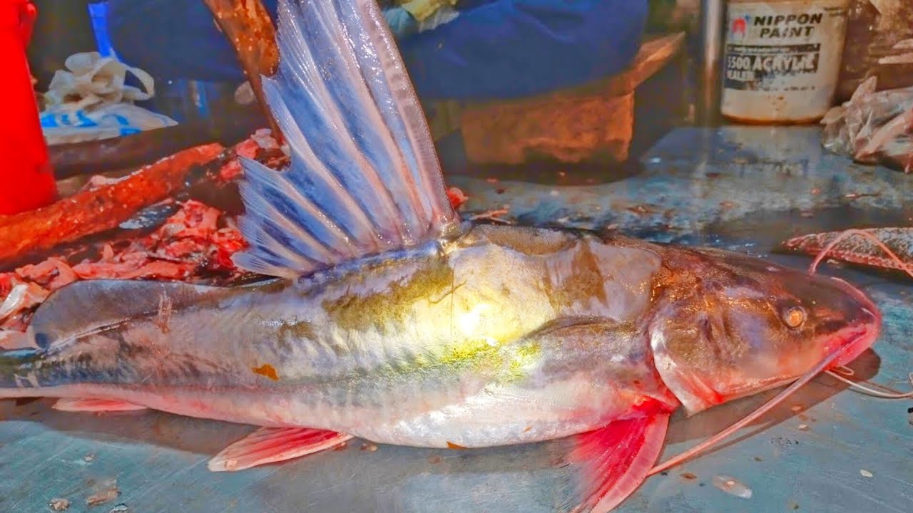 Amazing cutting skills big Ayer fish cleanig & cutting By expert fish