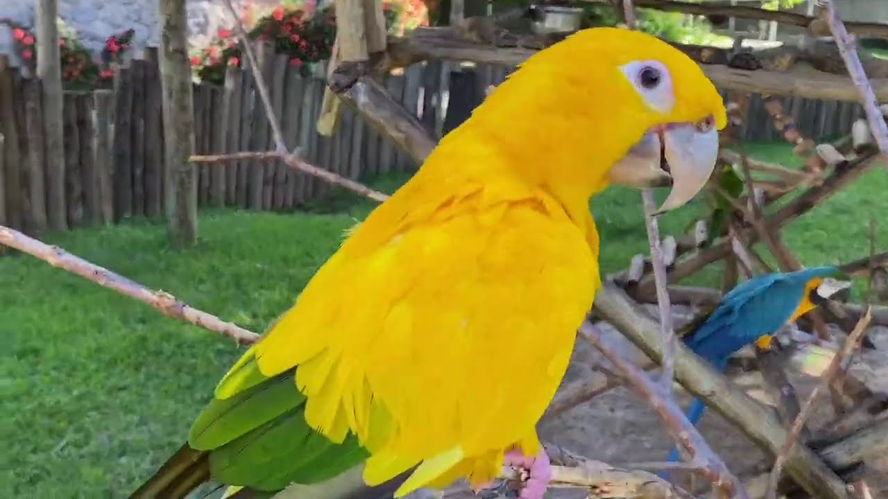 Jogos de acasalamento rainbow lorikeet. um papagaio desbotado gruda em uma  fêmea