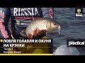 Алексей Шанин. Ловля голавля и окуня на крэнки. 1 часть. Anglers Practical