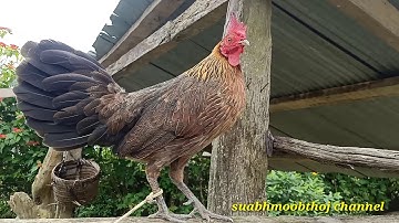 Qaib dib poj zoo nkauj cuab tuaj heev 2020(7/11/2020)#3