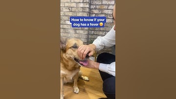 How to know if your dog has a fever 🌡️🐶 #shorts