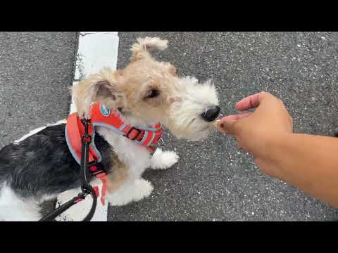 ワイヤーフォックステリアの”ジルくん”と”犬慣れ”の練習!