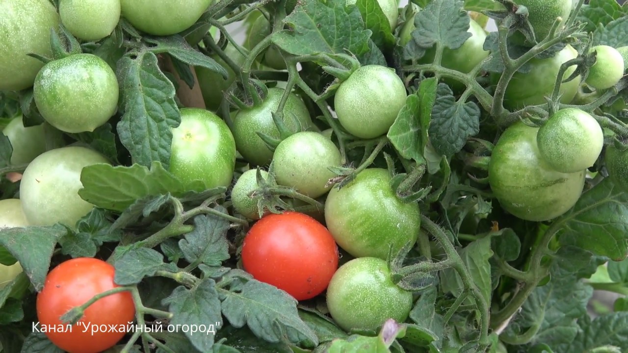 Урожай помидоров и томатов в теплице и открытом грунте: как вырастить,  увеличить и получить хороший урожай, уход от посадки до урожая - Ортон