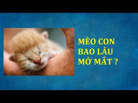 Mèo con mới sinh mới đẻ bao lâu mở mắt mấy ngày mấy tuần