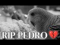 RIP Pedro 💔