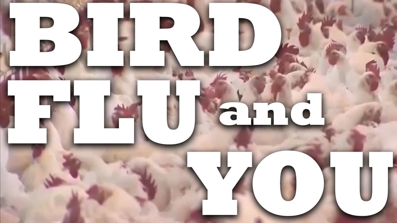 Should you be concerned about bird flu and the food supply? - YouTube