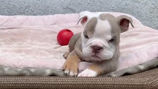 Rescue Super Cute Tiny Bulldog Cleft Palate Whos So Precious And Adroable