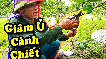 Kỹ thuật trồng bưởi chiết tốt nhất_kỹ thuật chiết cành bưởi
