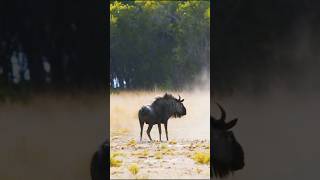 African Hunter Aims for the Wildebeest!#shorts #animals #wildlife #hunting #africa