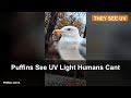 Puffins See UV Light Humans Can't