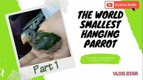 Serindit Breeding Story Part 1