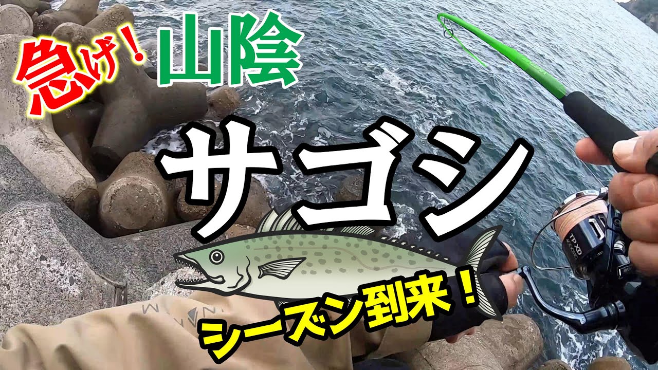 【ライトショアジギング】真っ昼間の堤防でサゴシ連発してます！