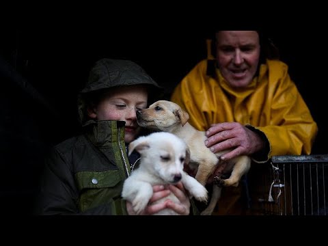 Hundewelpen aus dem Internet: ein brutales Geschäft – Die ganze Reportage | stern TV