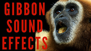 GIBBON SOUND EFFECTS - Gibbon Call and Noise