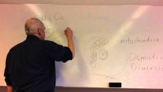 Glucose homeostasis lesson 1, Glucose control and insulin