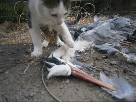 観覧注意」・・道路で大きな鳥の死骸を引きずる猫The cat which found 