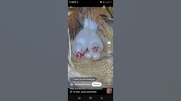 white java bird single pair breeding I #finch #birds #bird, #finches, #birdsofinstagram, #zebrafinch