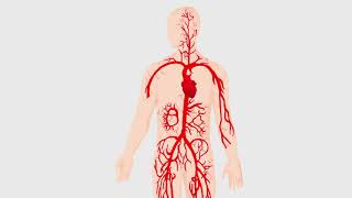 Кровеносная система человека.