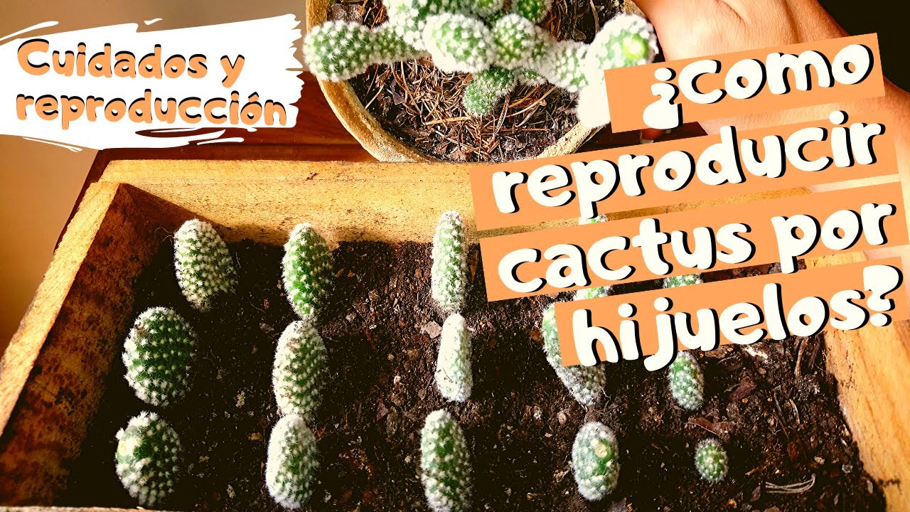 CACTUS OREJAS de MICKEY REPRODUCCIÓN y CUIDADOS Opuntia Microdasys YouTube