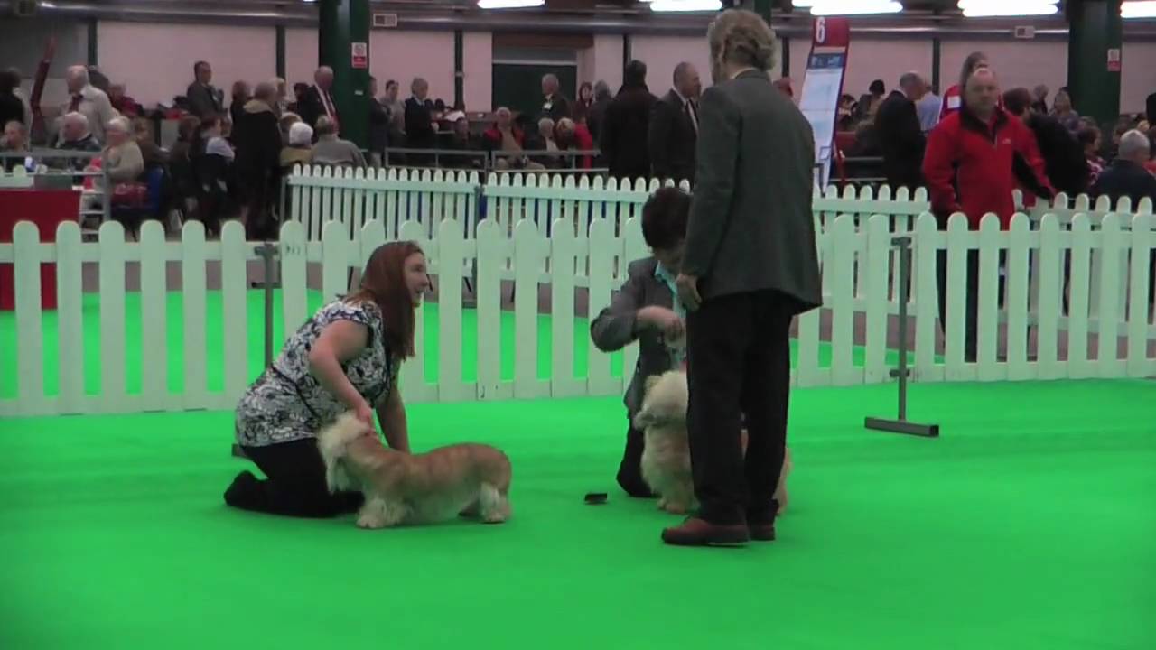Dandie Dinmont Terriers at National Terrier 2009 - part 6